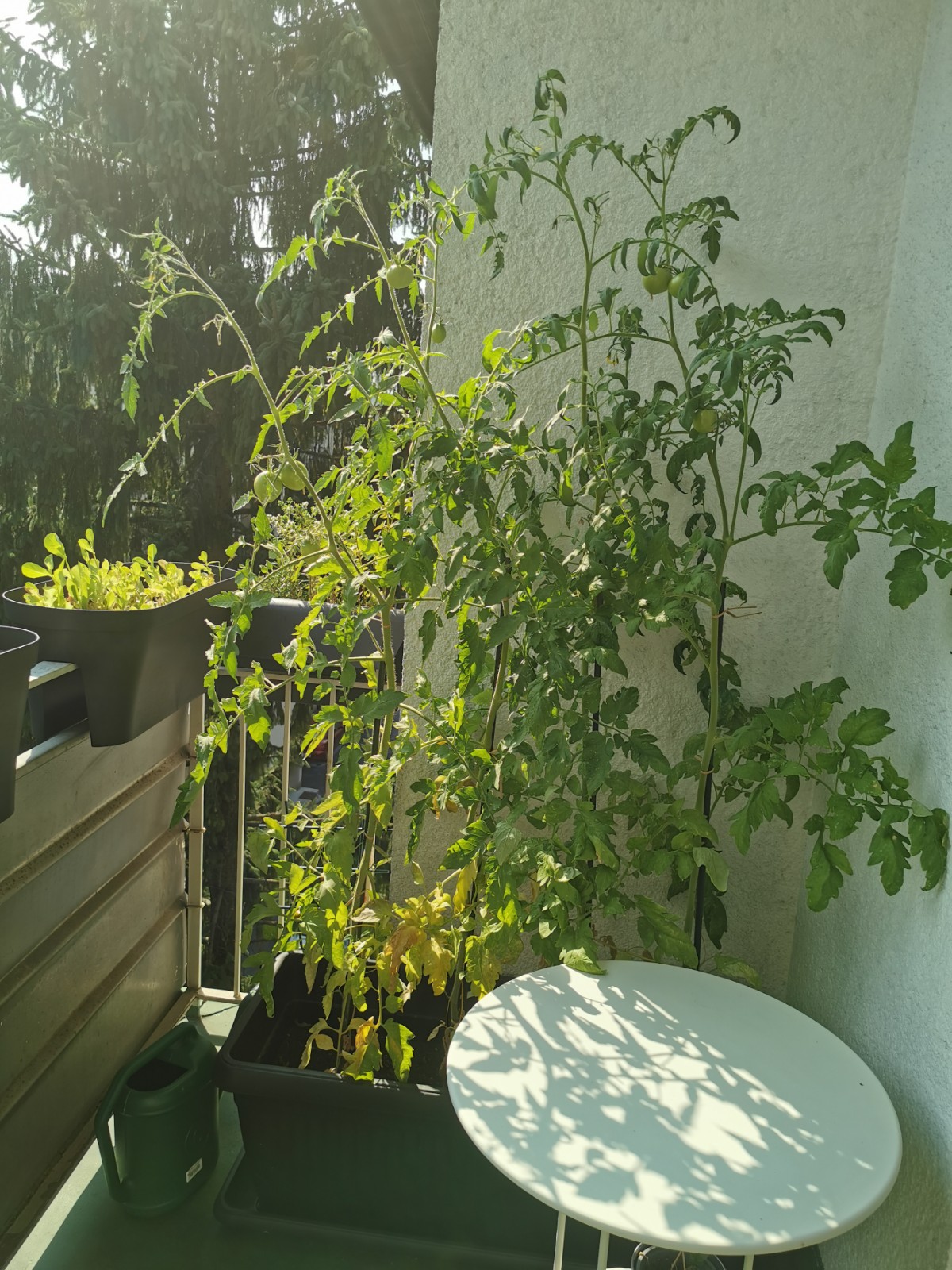 four tomato plants