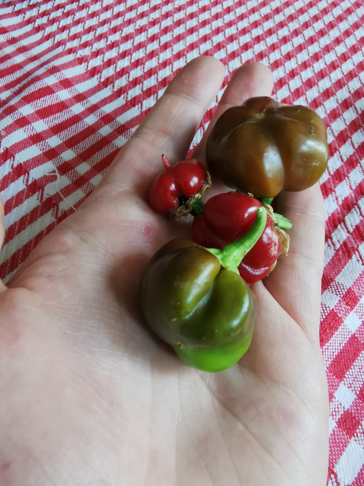 four tomato plants