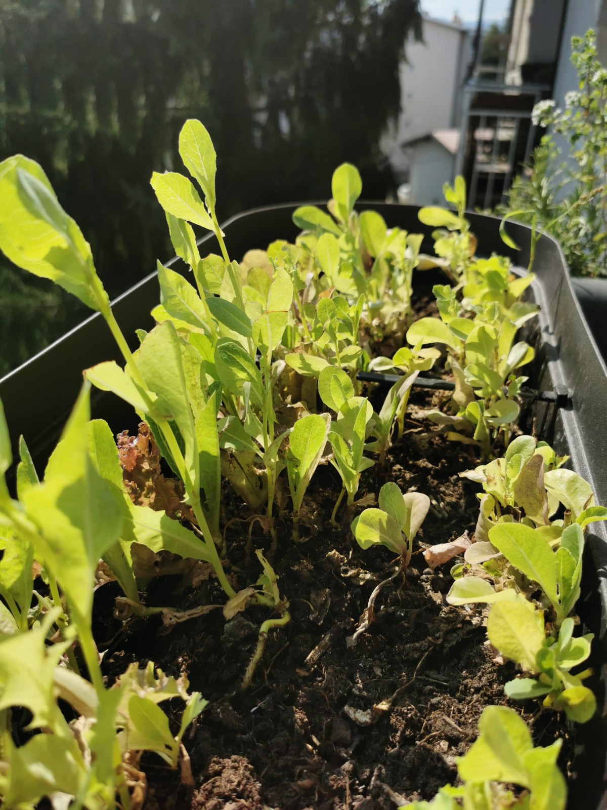 four tomato plants