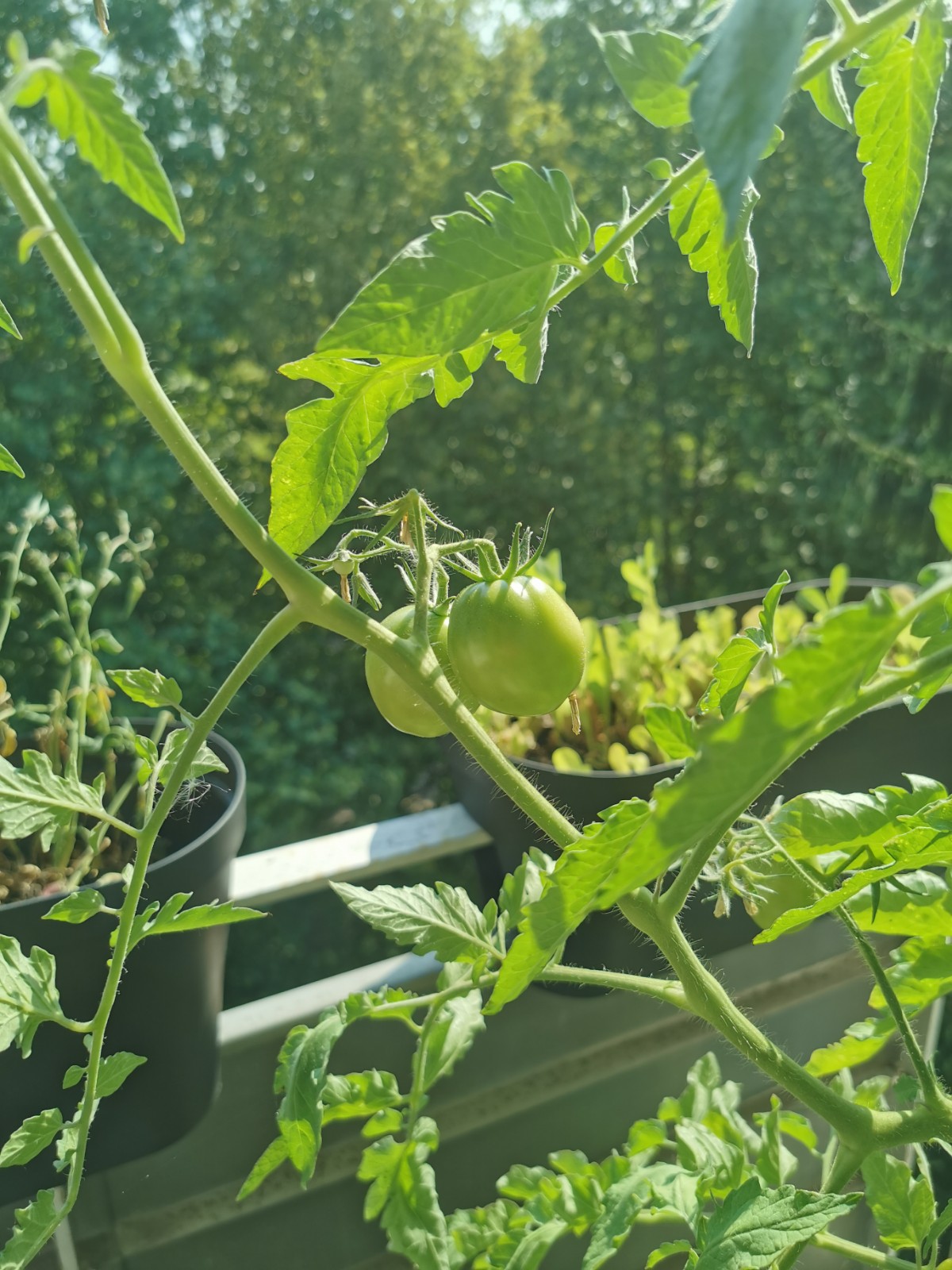 four tomato plants