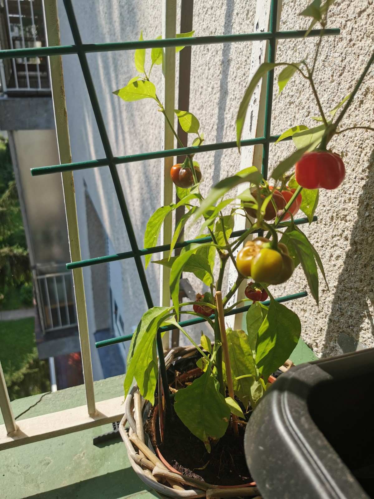 four tomato plants